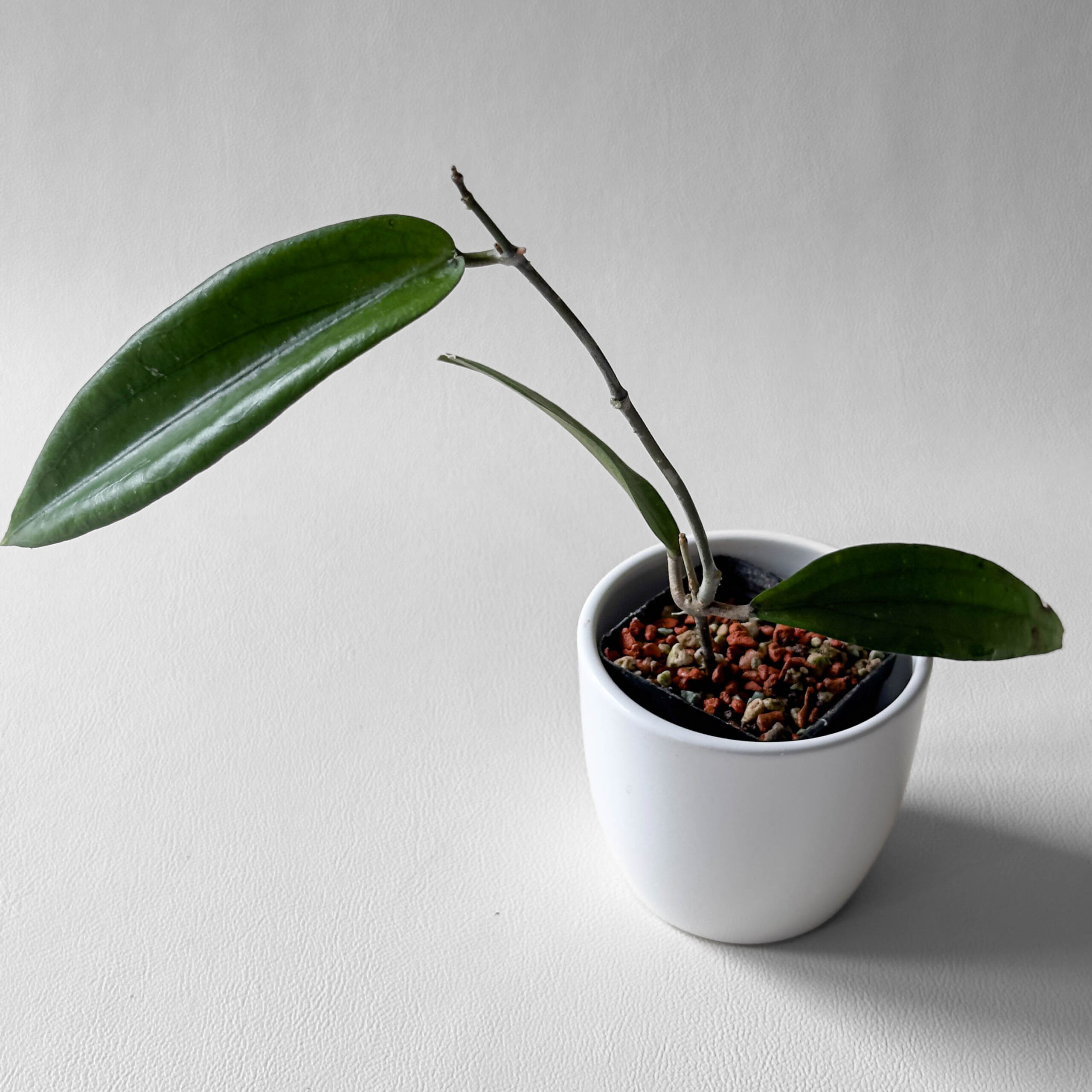 Hoya sp. Rindu Rafflesia – Skayana Tropicals – trgovina z redkimi ...