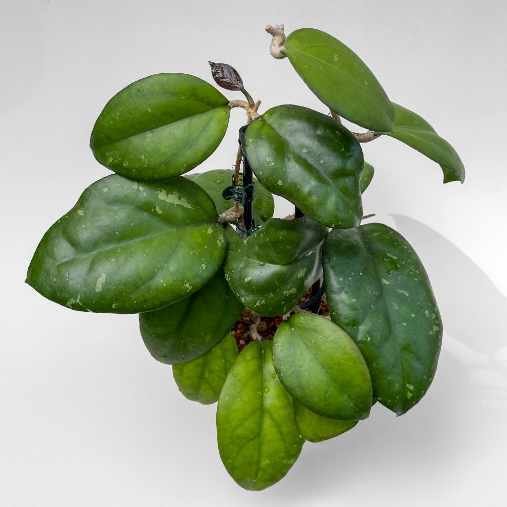 Hoya Joy 00002