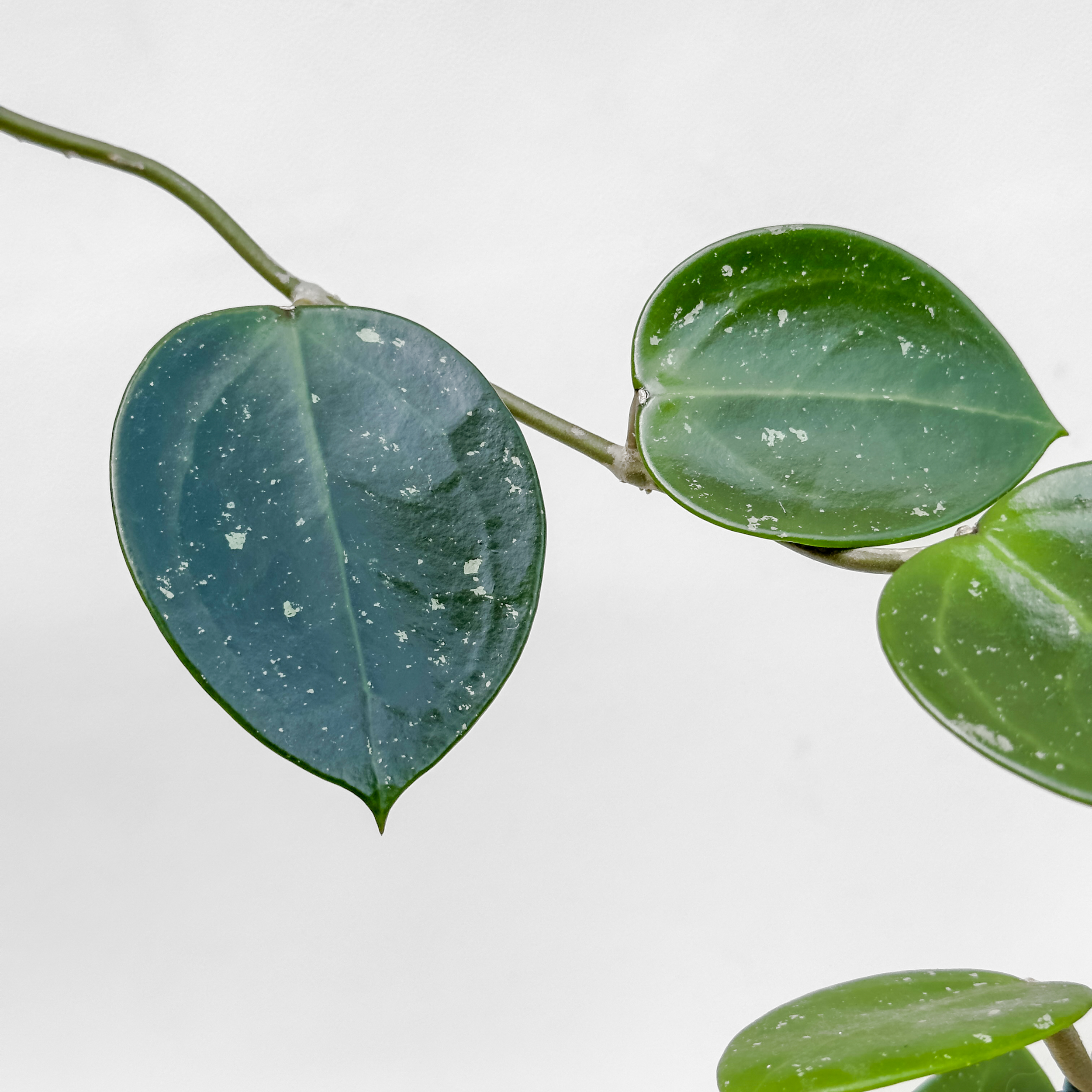Hoya verticillata Paket - VERTICILLATA - potaknjenci - Image 5