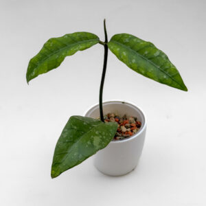 Hoya sp. Aceh (splash)