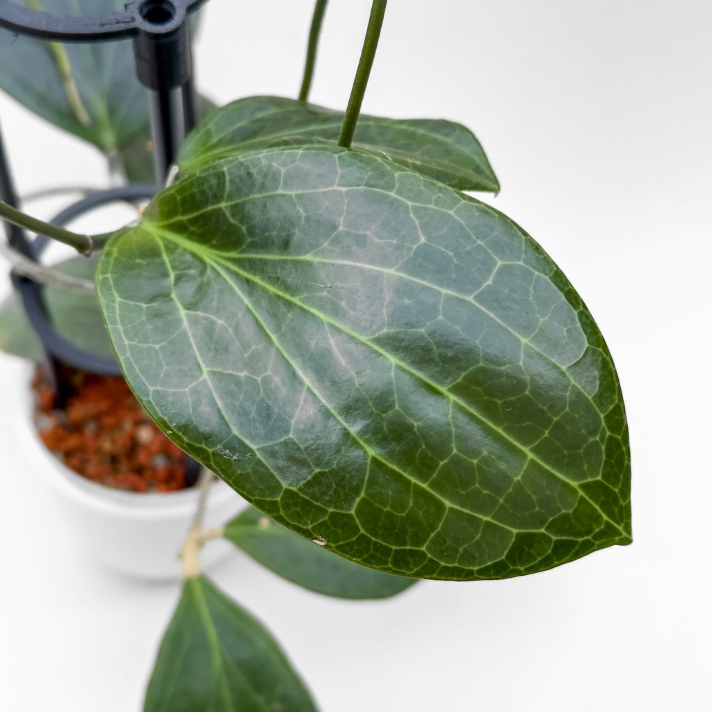 Hoya UT223