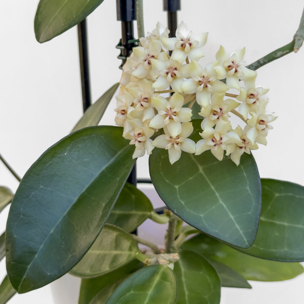 Hoya-elliptica-