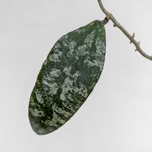 Hoya flagellata - potaknjenec