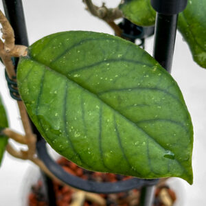 Hoya forbesii x deykei - potaknjenec
