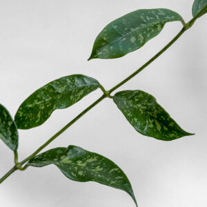 Hoya griffithii - potaknjenec