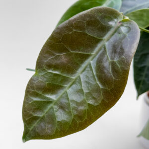 Hoya piestolepis NS10-057 - potaknjenec