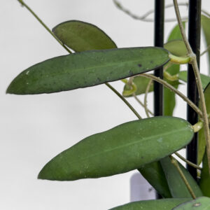 Hoya scortechinii - potaknjenec