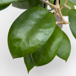 Hoya sp. NOID - potaknjenec