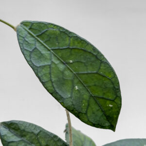 Hoya sp. Tanggamus varian - potaknjenec