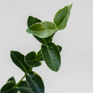 Hoya cumingiana (variegated margins) - potaknjenec