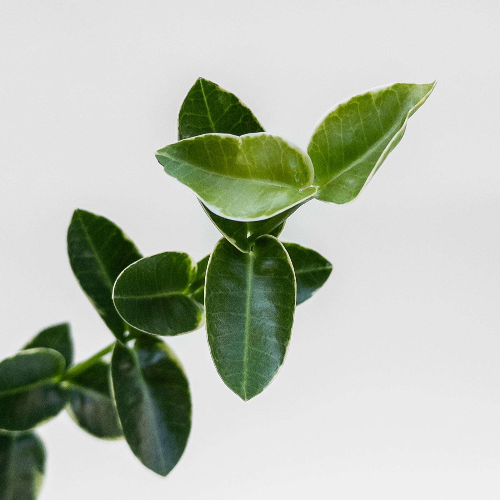 Hoya cumingiana (variegated margins) - potaknjenec