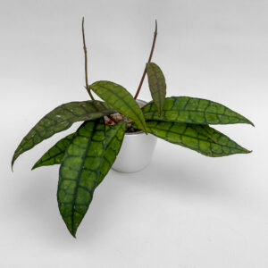 Hoya finlaysonii (?)