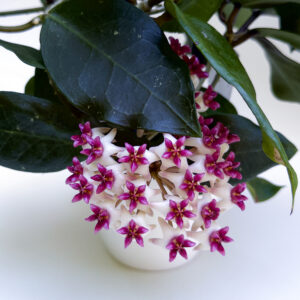 Hoya 'Patricia' - potaknjenec