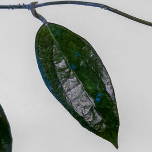 Hoya 'Tequila Sunrise' - potaknjenec