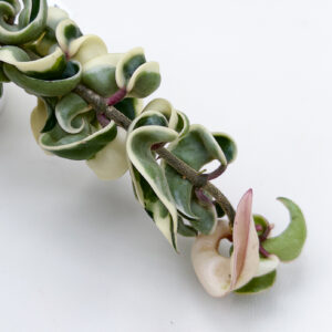 Hoya carnosa 'Compacta' (variegated margins) - potaknjenec