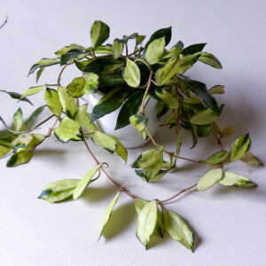 Hoya lacunosa 'Minara' - potaknjenec