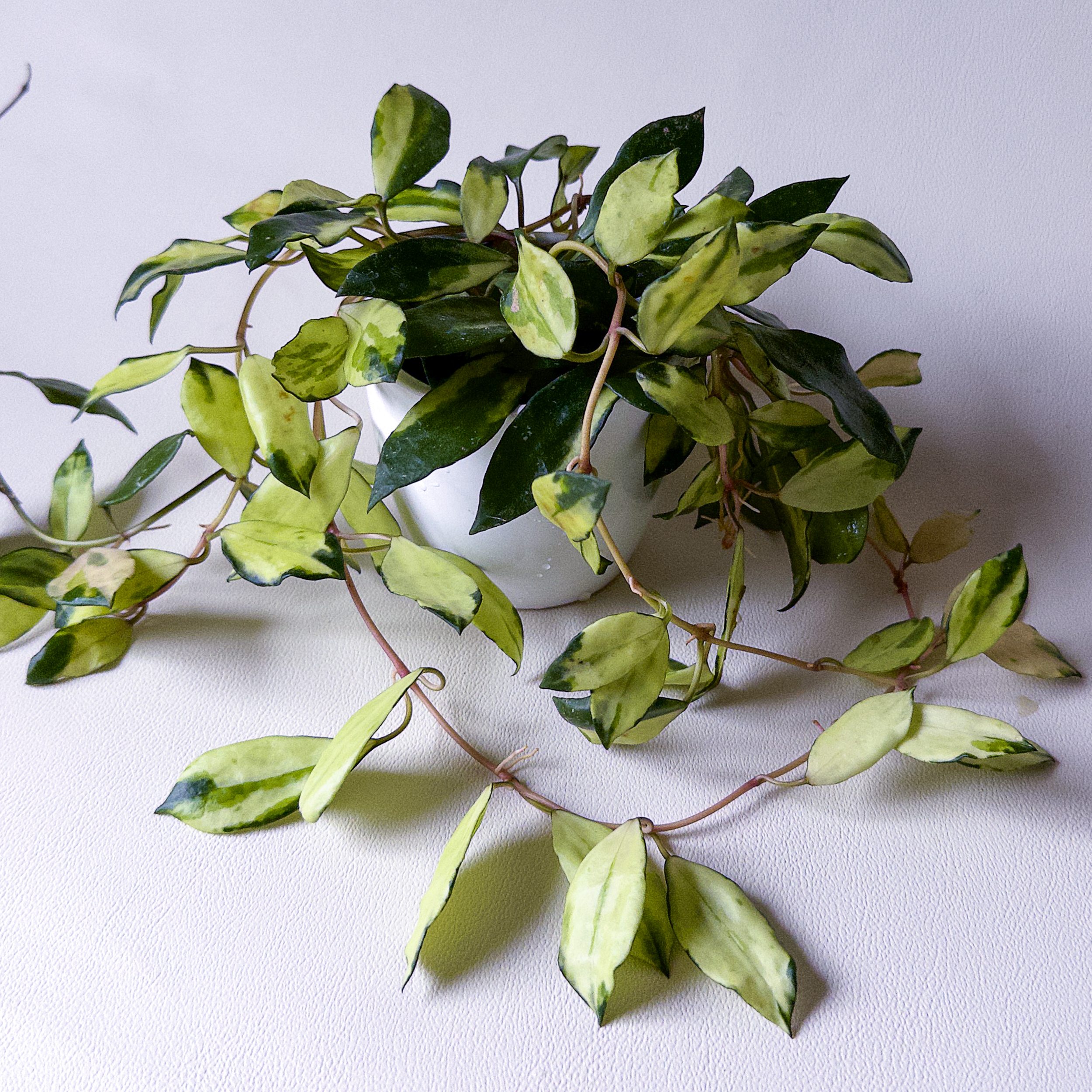 Hoya lacunosa 'Minara' - potaknjenec