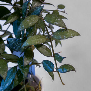 Hoya lacunosa (Perangin Durian) - potaknjenec