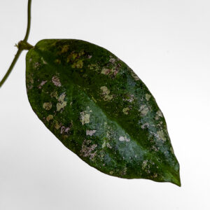 Hoya mitrata (Borneo) - potaknjenec