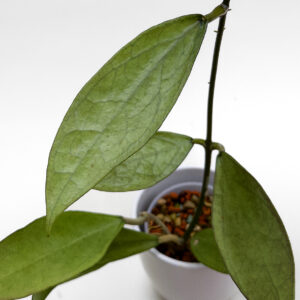 Hoya sp. Germany (silver) - potaknjenec