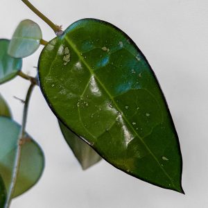 Hoya verticillata 'Blitar' - cutting