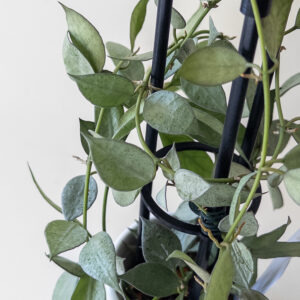 Hoya lacunosa 'Mint'  - potaknjenec