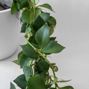 Hoya mini Mamasa ssp. Longicorolla  - potaknjenec