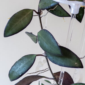 Hoya 'Rosita' - potaknjenec