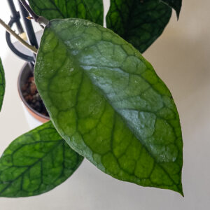 Hoya New Hybrid I - potaknjenec