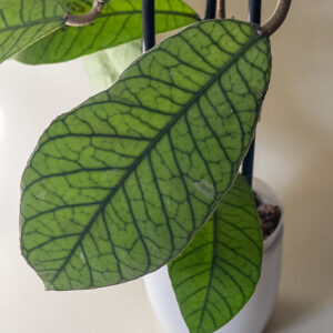 Hoya 'Sugarcane' - potaknjenec