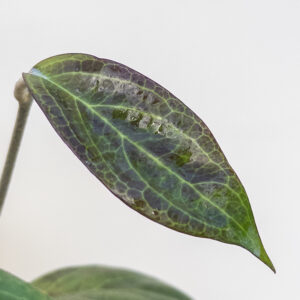 Hoya UT033 - potaknjenec