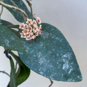 Hoya aff. sumatrana - potaknjenec