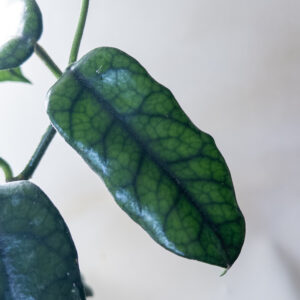 Hoya globulosa - potaknjenec