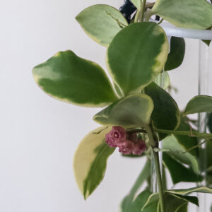 Hoya heuschkeliana (variegated margins) - potaknjenec