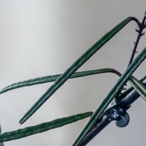 Hoya insularis - potaknjenec