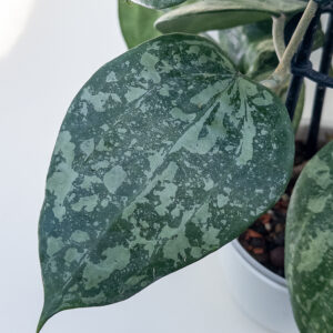 Hoya latifolia (splash) - potaknjenec