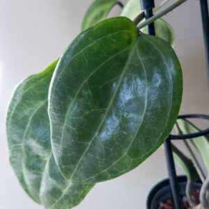 Hoya merrillii - potaknjenec