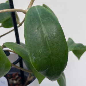 Hoya mindorensis (red) - potaknjenec