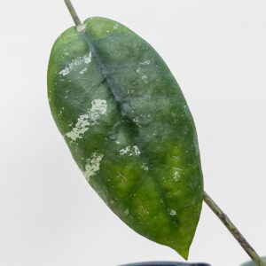 Hoya mitrata - potaknjenec