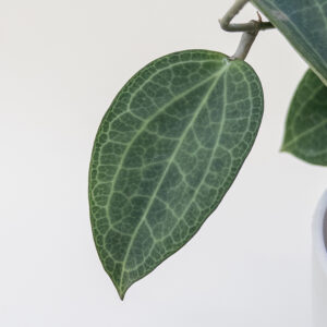 Hoya persicina - potaknjenec