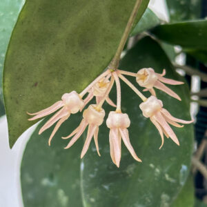 Hoya polypus - potaknjenec