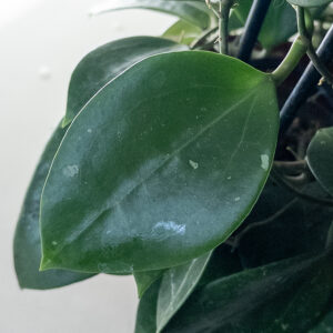 Hoya potsii - potaknjenec