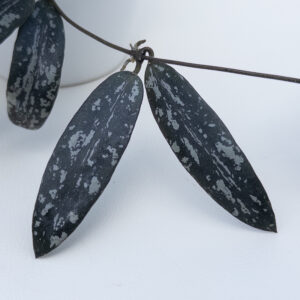 Hoya sigillatis (Borneo, red) - potaknjenec