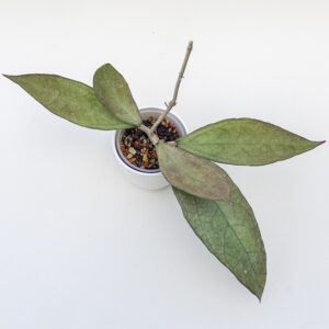 Hoya sp. Germany (silver)  - ukoreninjena