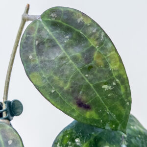 Hoya sp. IV from WMZ - potaknjenec