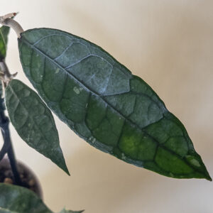 Hoya sp. NAP01 Indonesia - potaknjenec