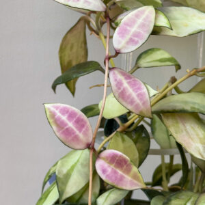 Hoya walliniana (variegated) - potaknjenec