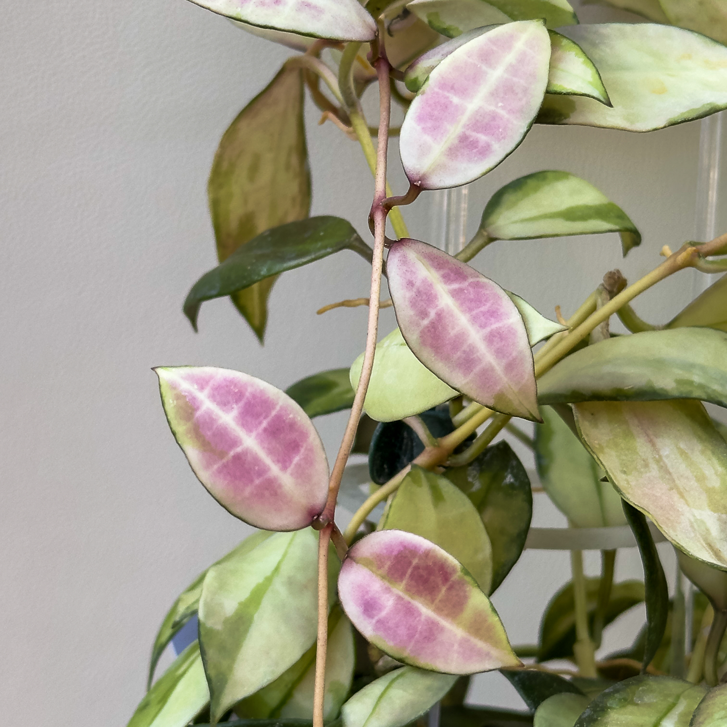 Hoya walliniana variegated 00001 Hoya walliniana (variegated) - potaknjenec