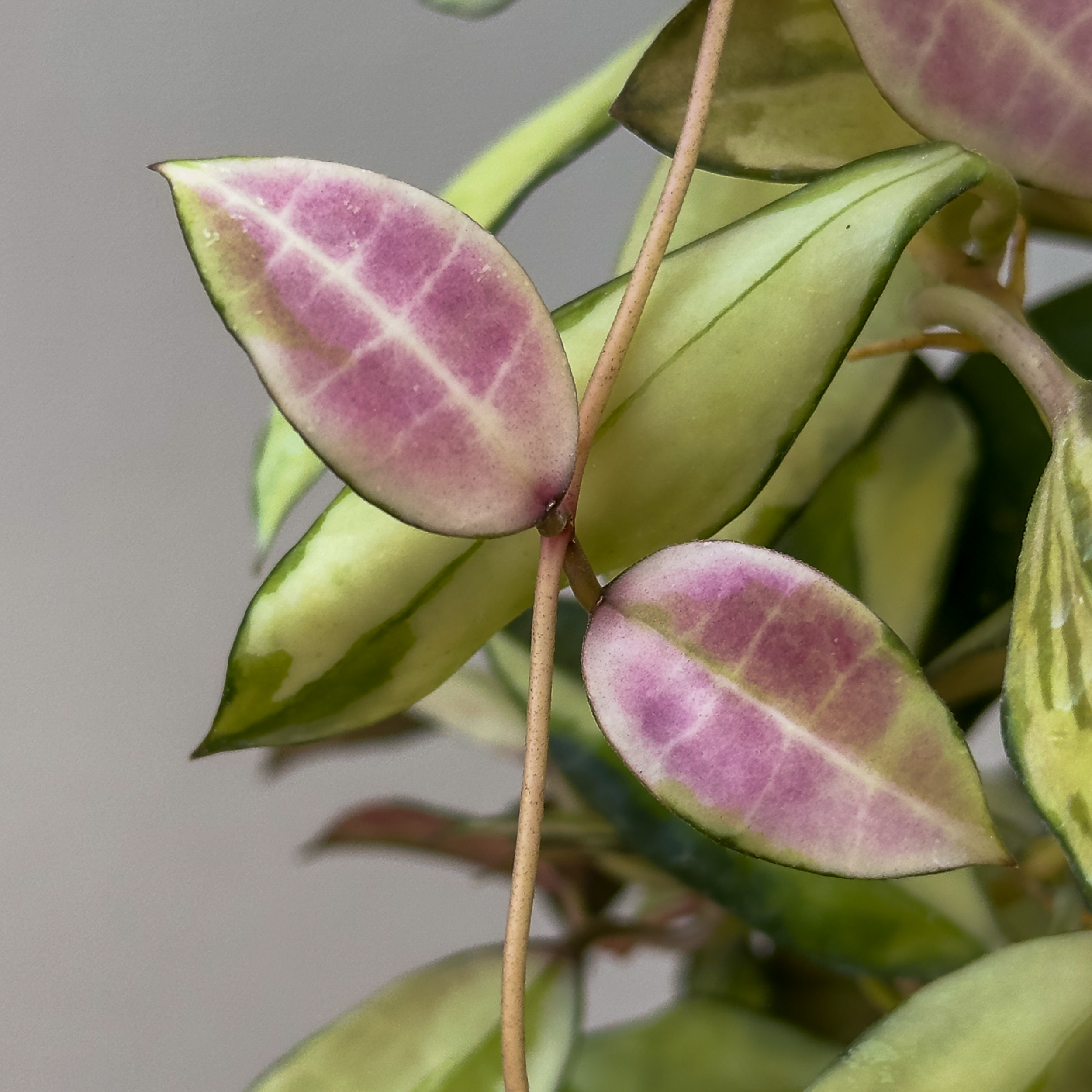 Hoya walliniana variegated 00002 Hoya walliniana (variegated) - potaknjenec - slika 6