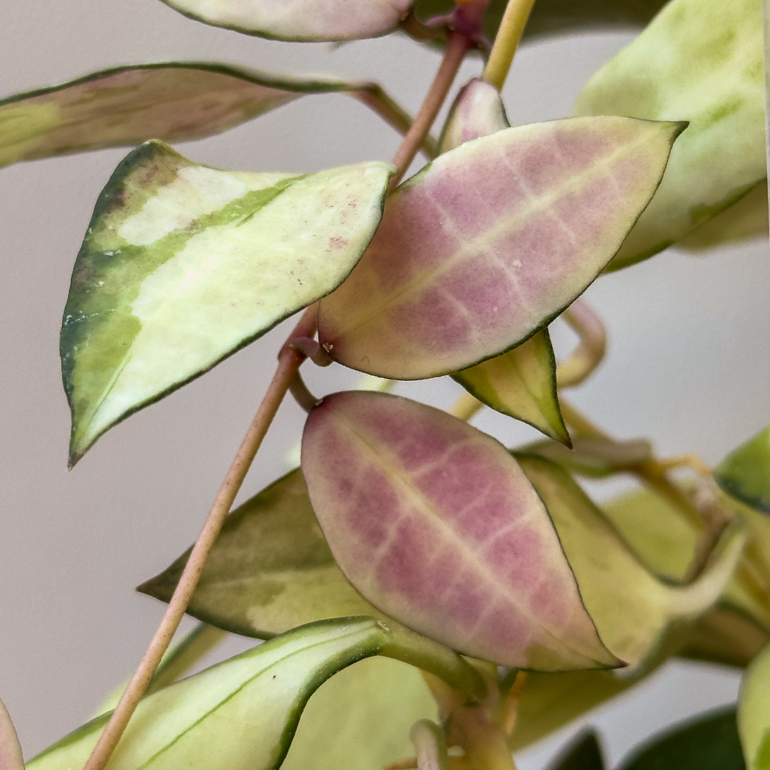 Hoya walliniana variegated 00003 Hoya walliniana (variegated) - potaknjenec - slika 5